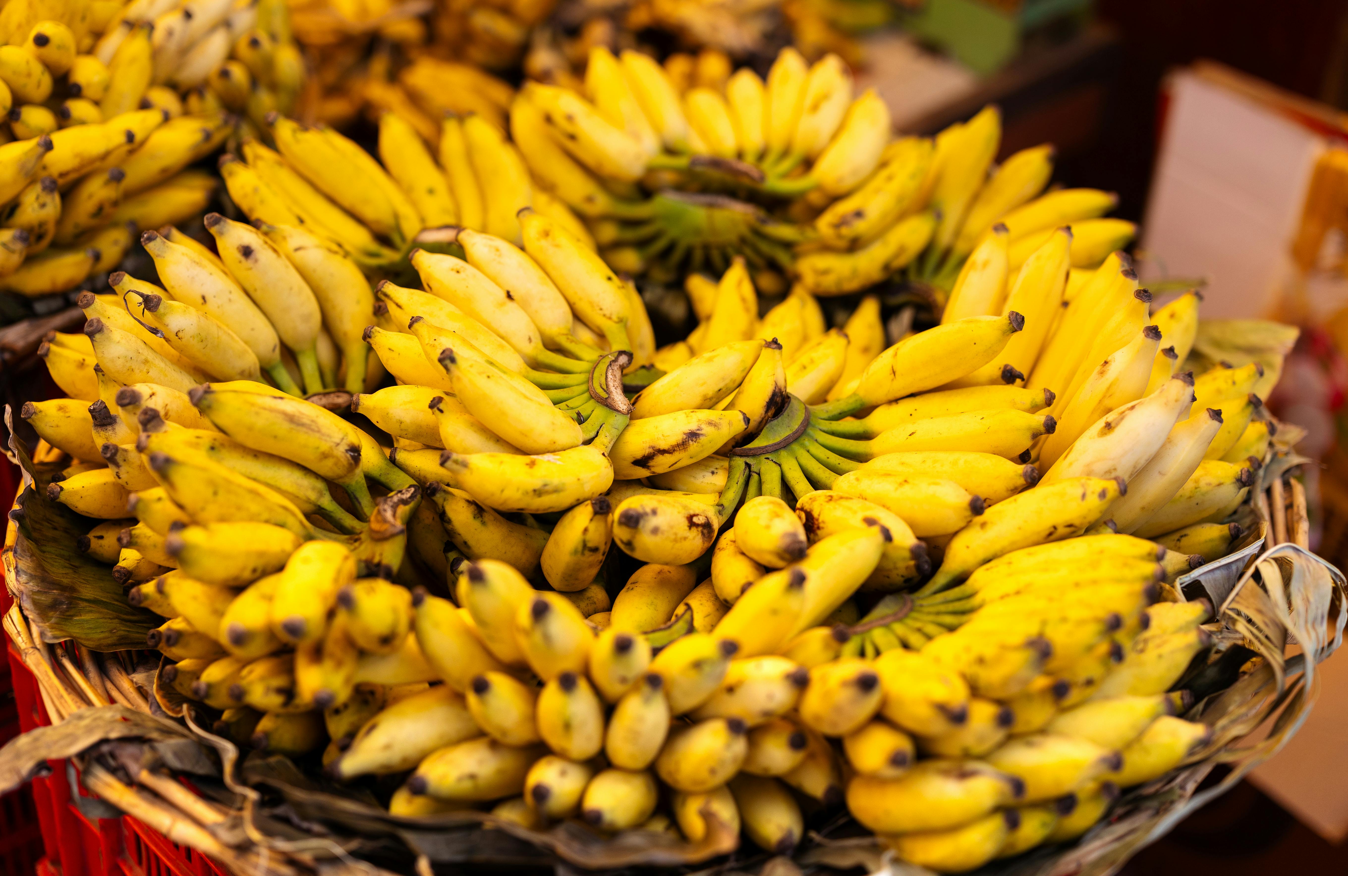Effective Ways to Celebrate World Food Day 2025: Discover Simple Ideas
