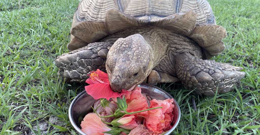 Sulcata Tortoise Diet