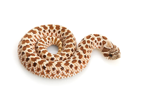 Hognose Snake Feeding