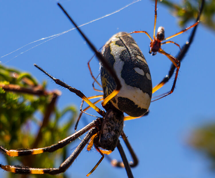 Diet of Trichonephila Clavata