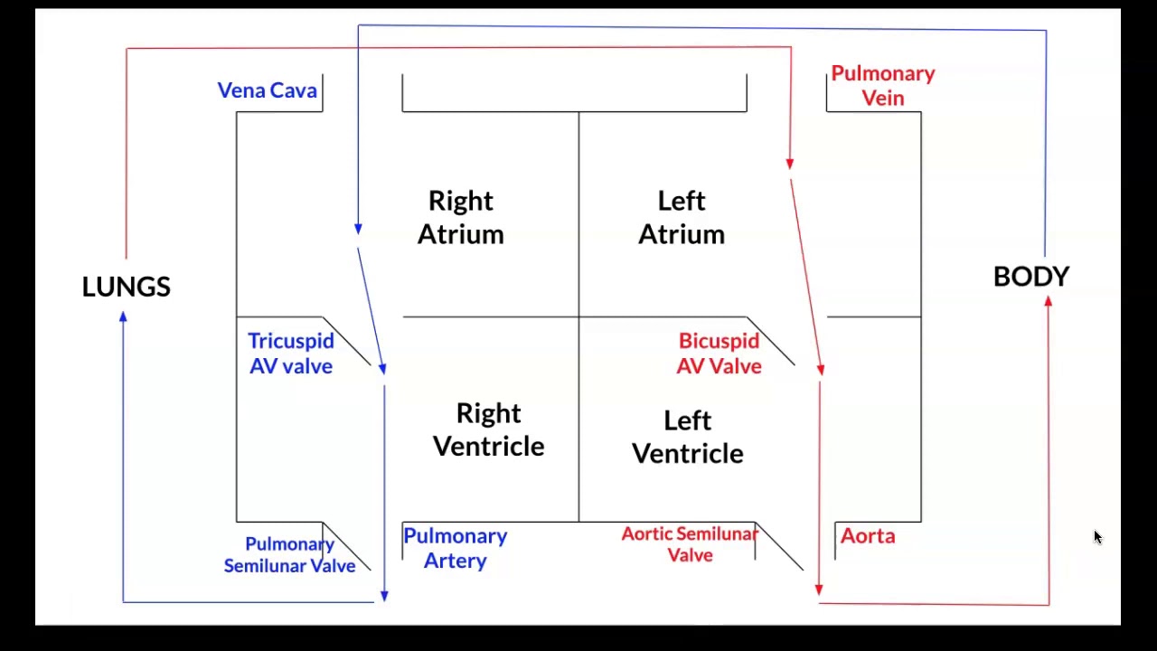 Heart Box Diagram 1