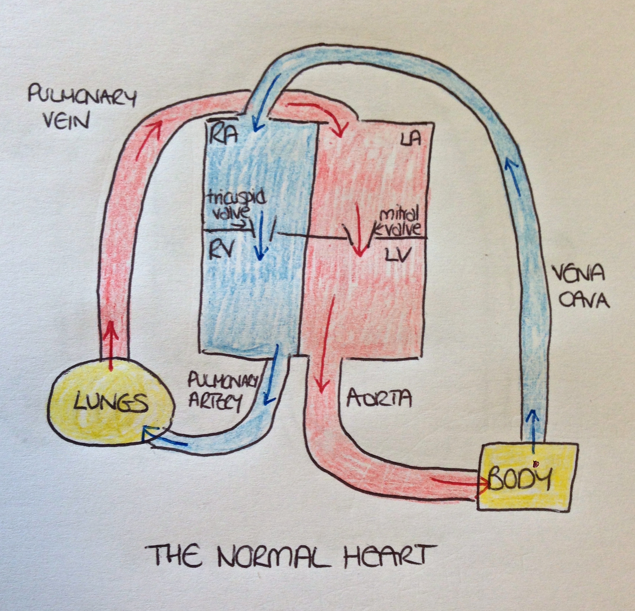 Heart Box Diagram 2