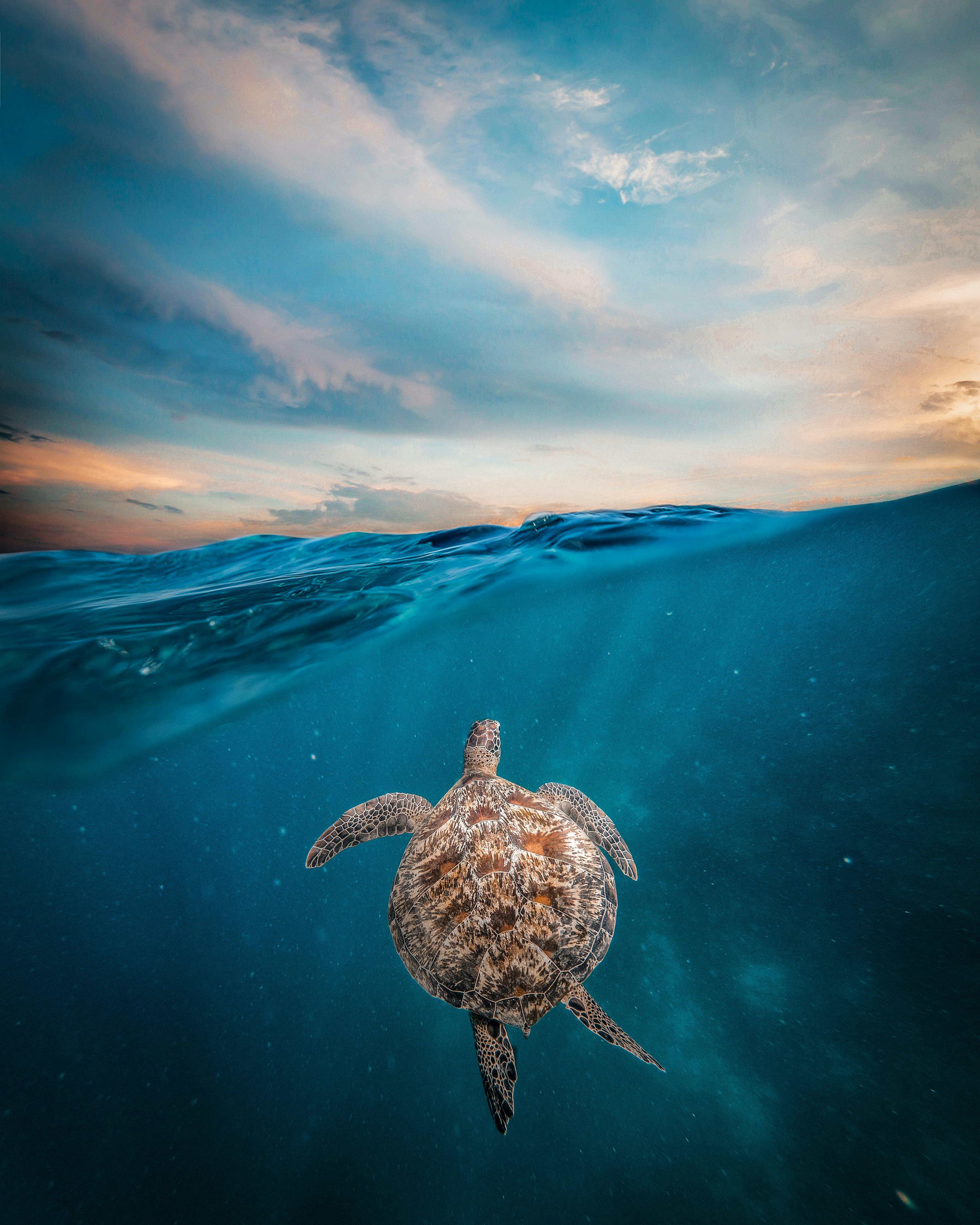 Leatherback Sea Turtle Feeding