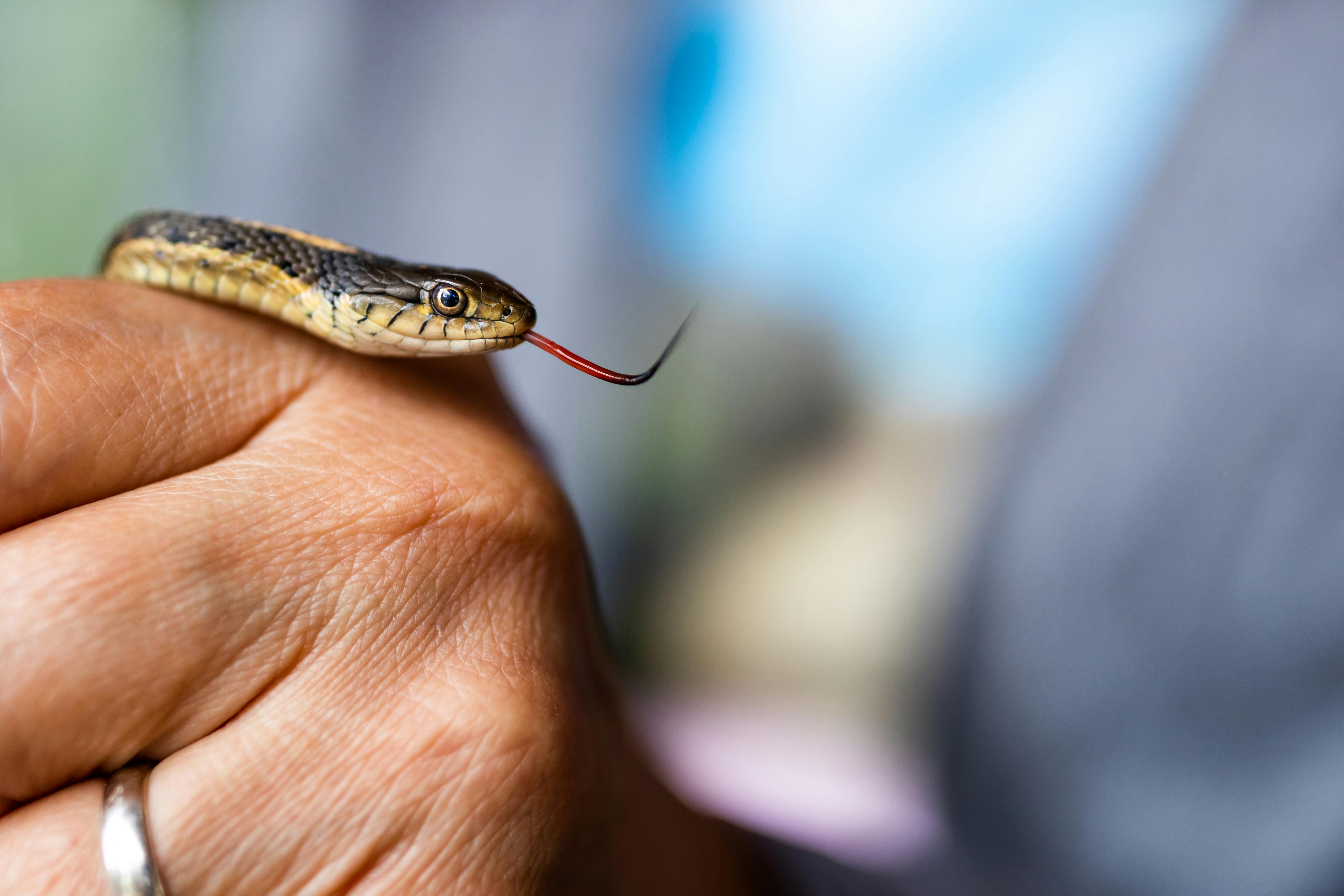 Garter Snake Diet